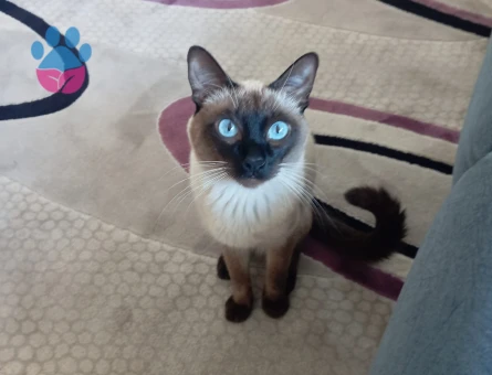 Siyam Dişi eş arıyorum