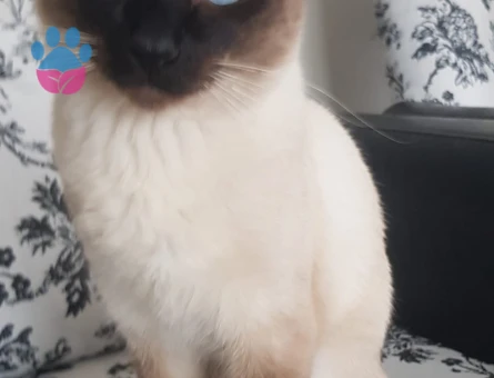 Siyam Dişi eş arıyorum