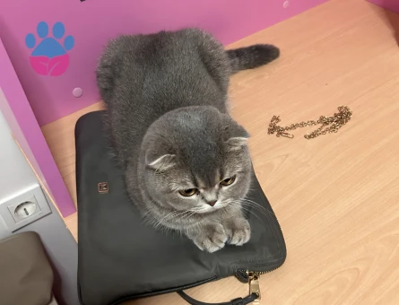 Scottish Fold 2 Yaşında Eş Arıyor