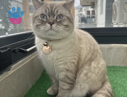 British Shorthair Blue Point 10aylık Erkek