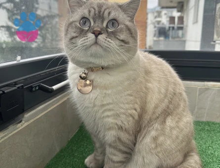 British Shorthair Blue Point 10aylık Erkek