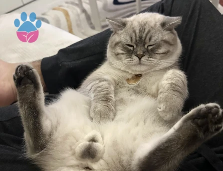 British Shorthair Blue Point 10aylık Erkek