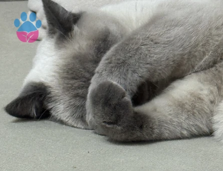 British Shorthair Boncuk kızımız büyüdü