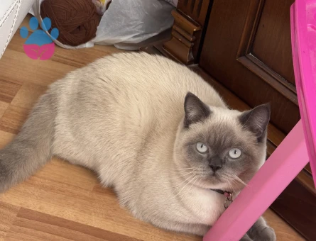 British Shorthair Boncuk kızımız büyüdü