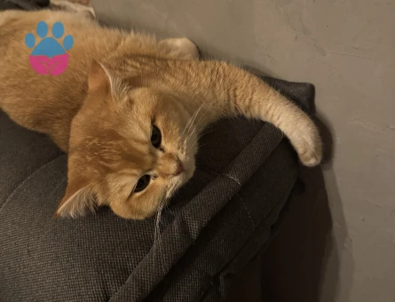 Kedime aynı cinsten eş arıyorum