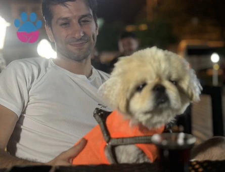 Pekinezimize eş arıyoruz