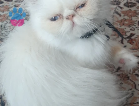 Çiftleşme icinrs ariyoruz