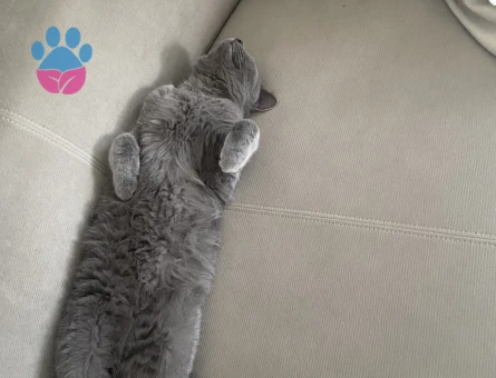 Oğluma eş arıyorum kızgınlıkta