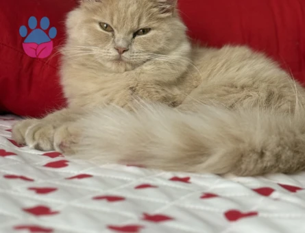 Brıtsh longhair Kedim Kızgınlıkta Eş Arıyor