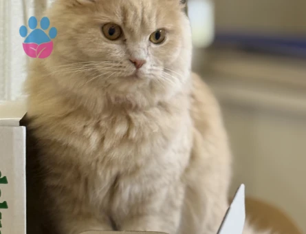 Brıtsh longhair Kedim Kızgınlıkta Eş Arıyor