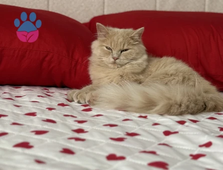 Brıtsh longhair Kedim Kızgınlıkta Eş Arıyor