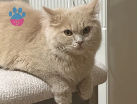 Brıtsh longhair Kedim Kızgınlıkta Eş Arıyor