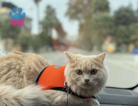 Brıtsh longhair Kedim Kızgınlıkta Eş Arıyor