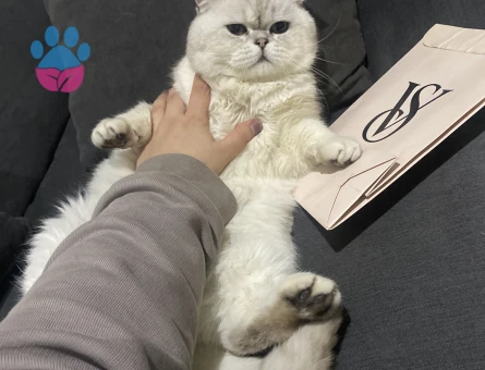 British Shorthair Kedim İçin Eş arıyorum