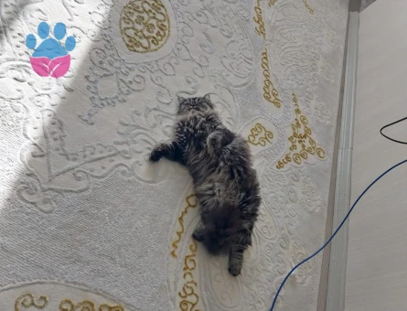 Chinchilla 1 Yaşında Kızım Eş Arıyor