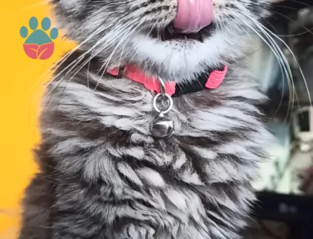 Chinchilla 1 Yaşında Kızım Eş Arıyor