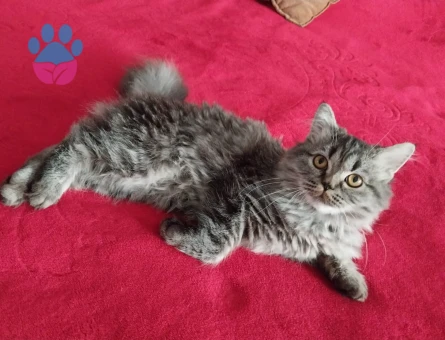 Chinchilla 1 Yaşında Kızım Eş Arıyor