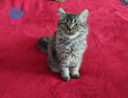 Chinchilla 1 Yaşında Kızım Eş Arıyor