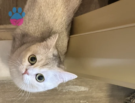 British Shorthair Güzel Kızıma Eş Arıyorum
