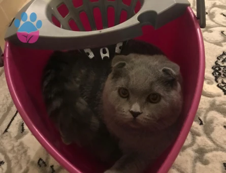 Scottish Fold 1 Yaşında Karlek Eş Arıyor