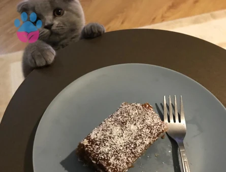 Scottish Fold 1 Yaşında Karlek Eş Arıyor