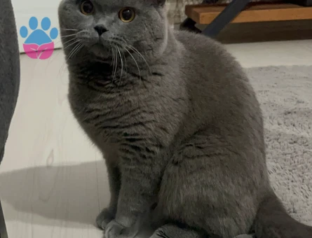 British Shorthair Oğlumuz ATLAS’a Eş Arıyoruz.