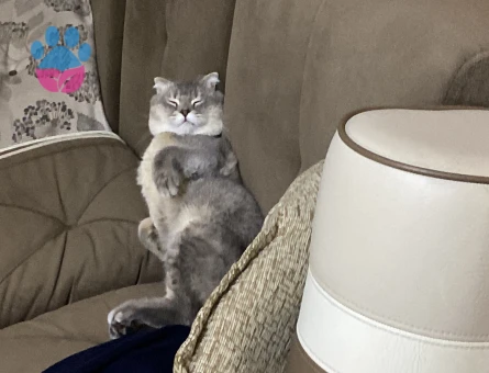 Scottish Fold 1 Yaşında Oğluşumuza Eş Arıyoruz