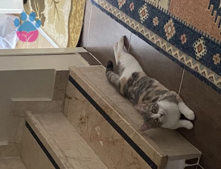 Tekir Luna Kızıma Erkek Arıyorum