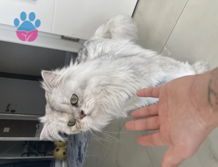 British Longhair Kedim Eş Arıyor
