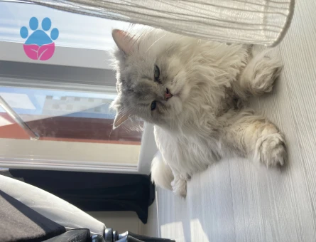 British Longhair Kedim Eş Arıyor