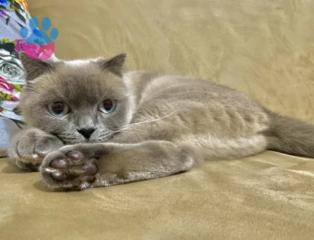 Scottish Straight 2 Yaşında Kedim Eş Arıyor