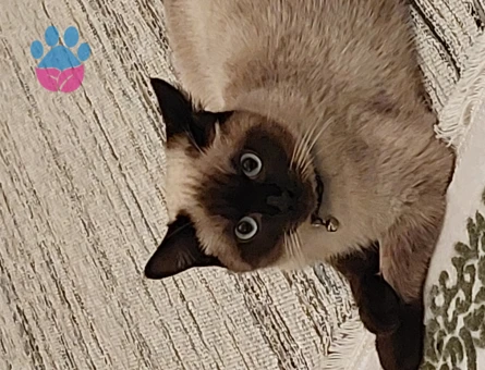 Safkan Siyam Oğlum Eş Arıyor