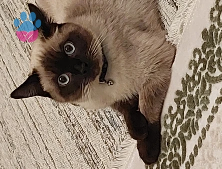 Safkan Siyam Oğlum Eş Arıyor