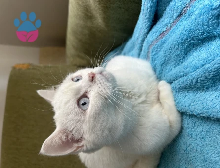 British Shorthair 1 Yaşında Kızım Eş Arıyor