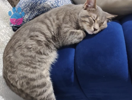 Tekir kedi annesi british kırması