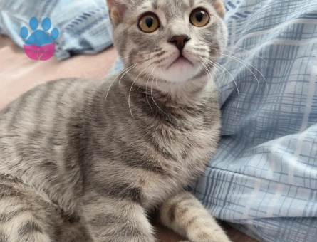 Tekir kedi annesi british kırması