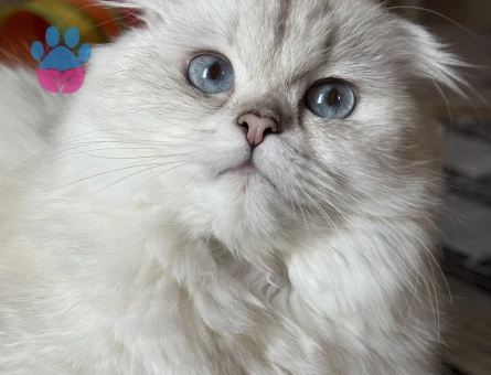 Scottish Fold Silver Point Dişi
