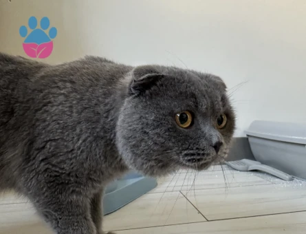 1.5 yaşında Scottish fold erkeğimize dişi arıyoruz