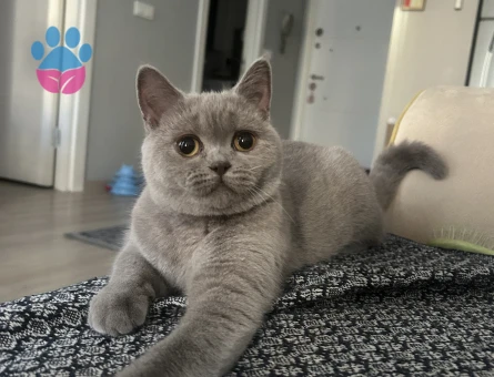 British Shorthair 1 Yaşında Eş Arıyor