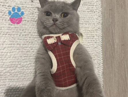 British Shorthair 1 Yaşında Eş Arıyor