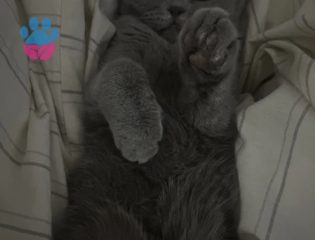 British Shorthair 1 Yaşında Eş Arıyor