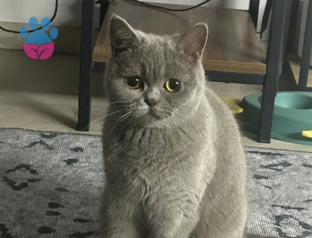British Shorthair 1 Yaşında Eş Arıyor