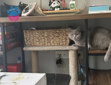 British Shorthair 1 Yaşında Eş Arıyor