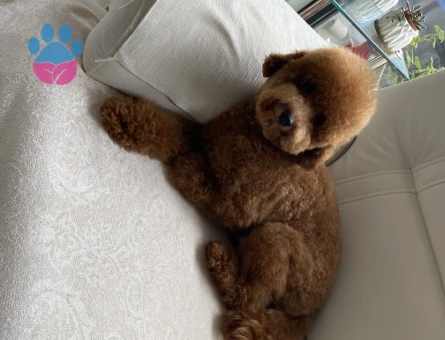 Toy poddle çiftleştirme