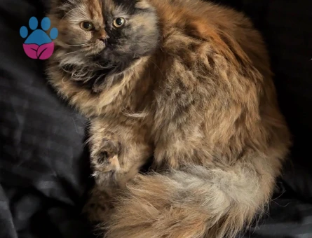 Chinchilla kızımız Pastis için kendi ırkından bir eş arıyoruz