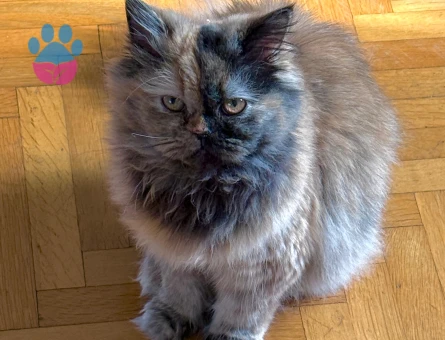 Chinchilla kızımız Pastis için kendi ırkından bir eş arıyoruz