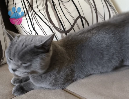 British dişi kedimiz için eş arıyoruz