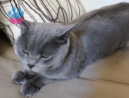 British dişi kedimiz için eş arıyoruz