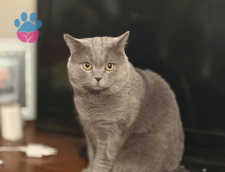 Scootish fold 3 Yaşında Kedim Eş Arıyor