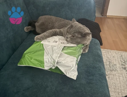 Scootish fold 3 Yaşında Kedim Eş Arıyor